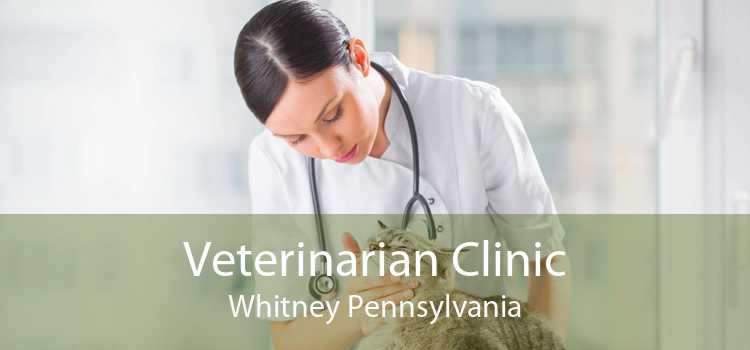 Veterinarian Clinic Whitney Pennsylvania