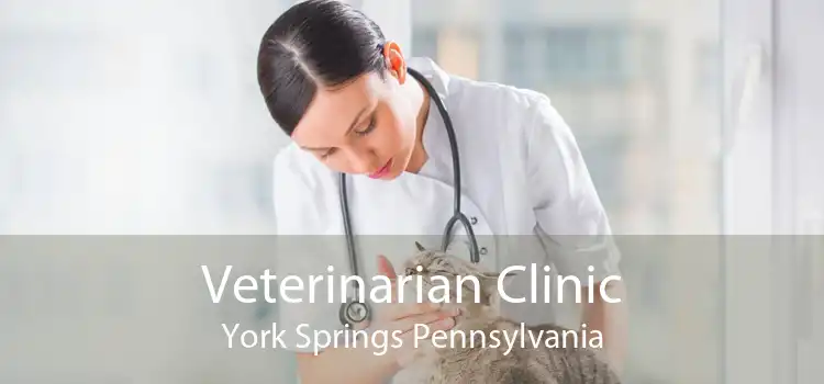 Veterinarian Clinic York Springs Pennsylvania