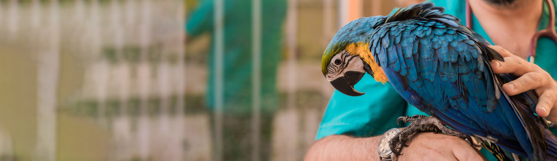 Bird Vet Weston Emergency Exotic Avian Vet Near Me