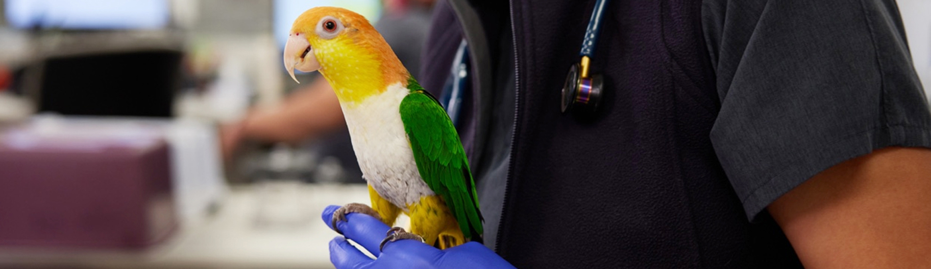 Bird Vet Hyde Emergency Exotic Avian Vet Near Me