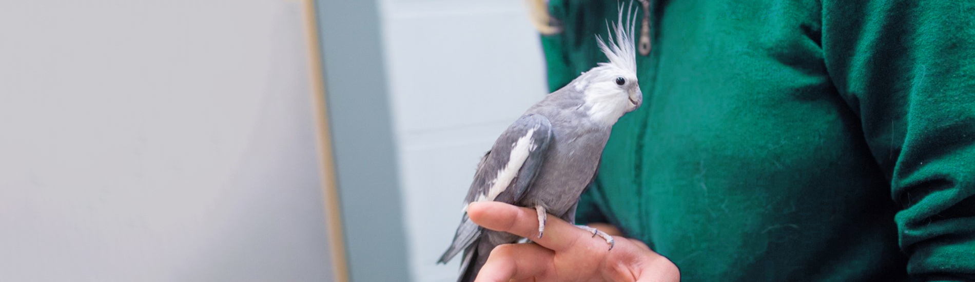 Bird Vet Sacramento Emergency Exotic Avian Vet Near Me