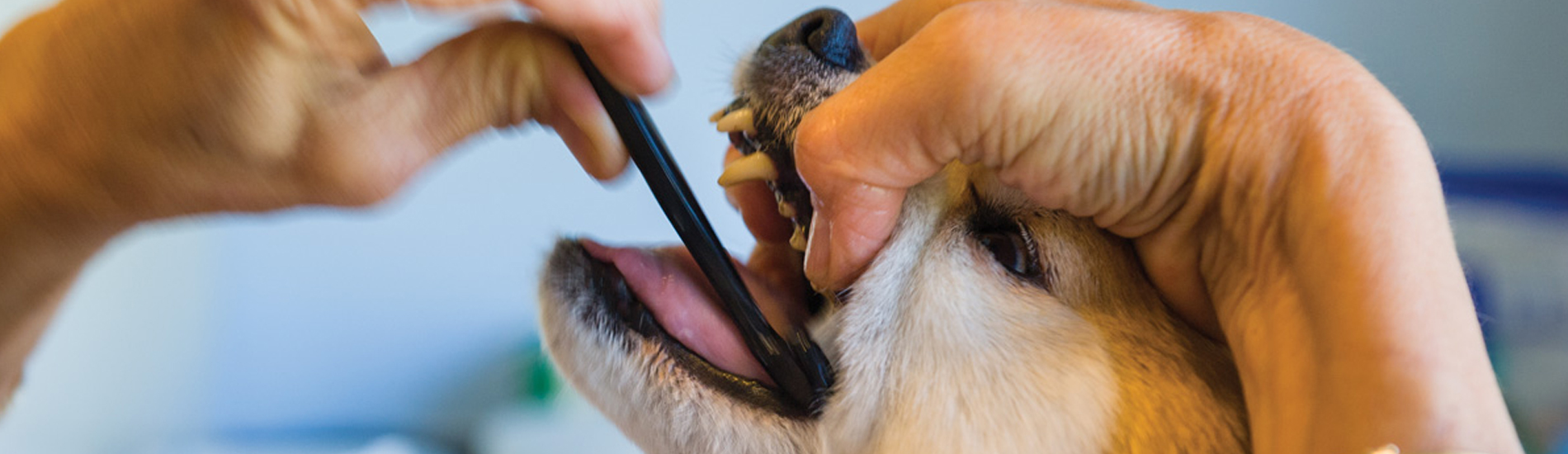 Dog Dentist Jonestown