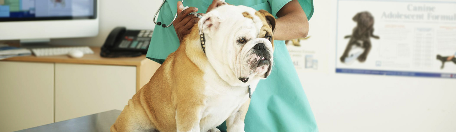 Dog Vaccinations Drums Low Cost Dog Vaccinations Near Me