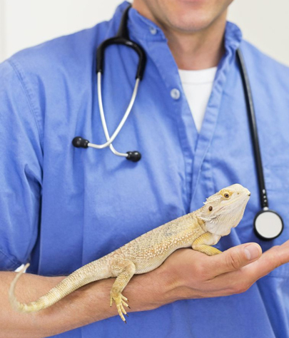 Clifton Heights Reptile Vet