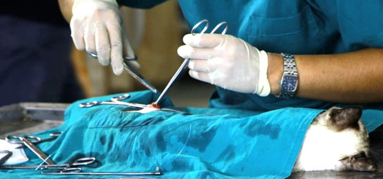 animal hospital veterinary surgical-process
