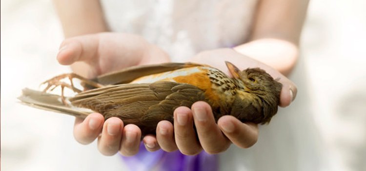 bird regular veterinary dispensary in Claridge