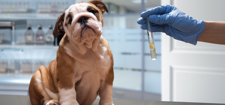 dog vaccination hospital in Drexel Hill
